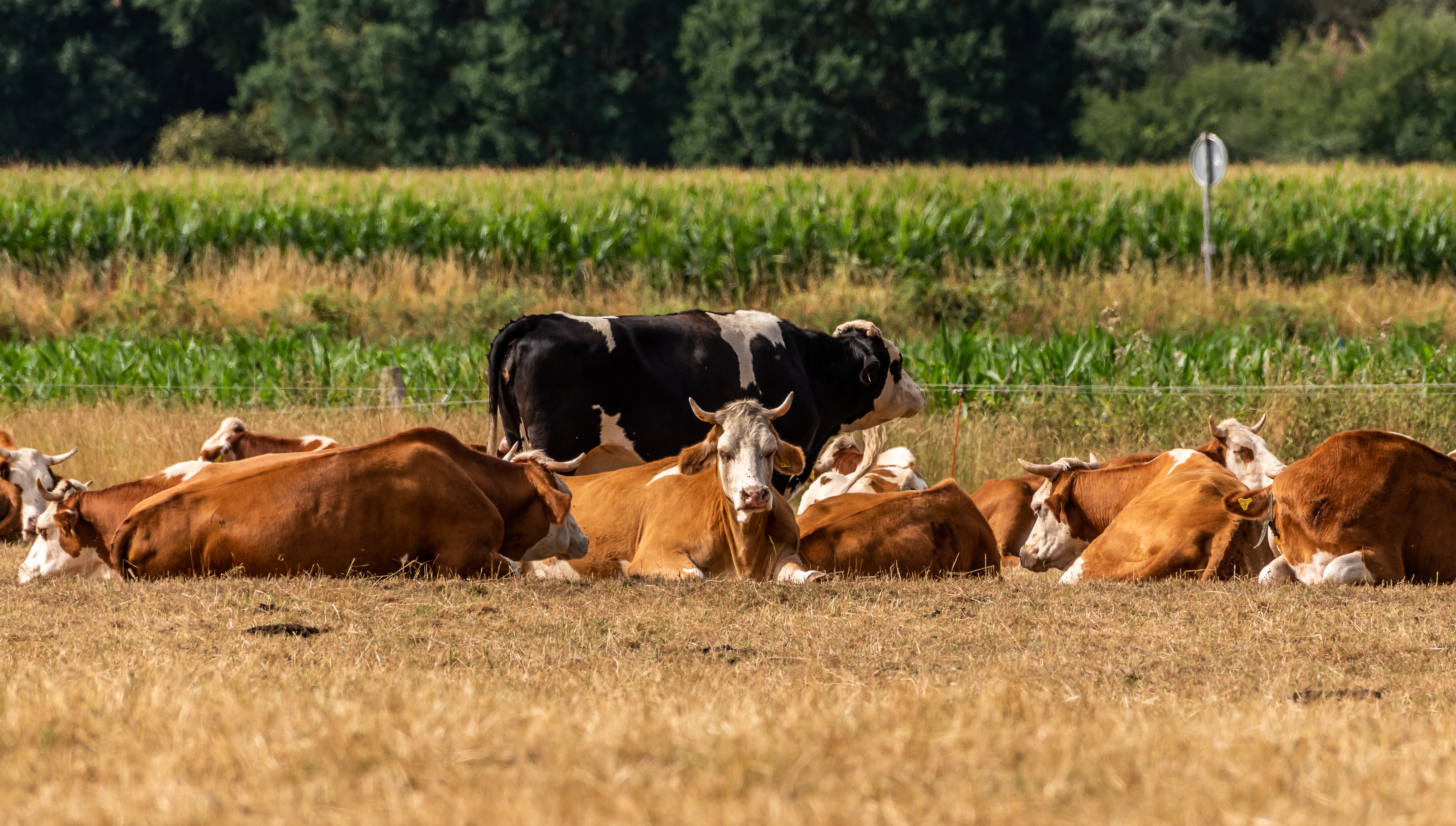 La Fièvre Catarrhale Ovine (FCO) : protection des élevages grâce à nos deux kits